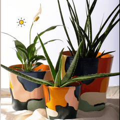 Cameo Bundle Planter Set of 3 - homethings.in