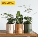 Etched Planter (SET OF 3) - homethings.in